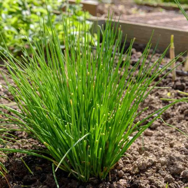 Aromatiques - Ciboulette Civette - BIO - face recto